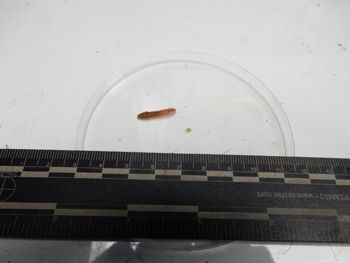 Media type: image;   Invertebrate Zoology 137766